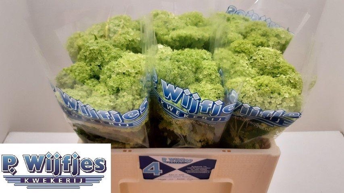 <h4>VIBURNUM ROSEUM ST</h4>