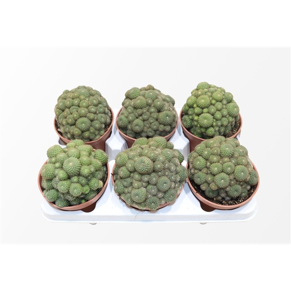 <h4>Rebutia Perplexa</h4>