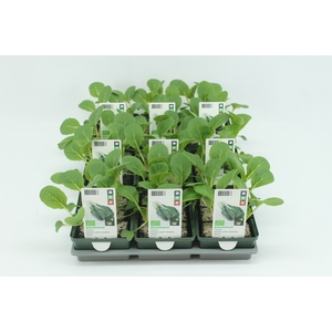 BKH groente 50090 bio Paksoy (set x9)