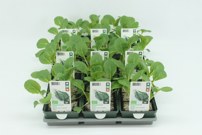 <h4>BKH groente 50090 bio Paksoy (set x9)</h4>