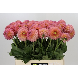 Dahlia Santa Lucia
