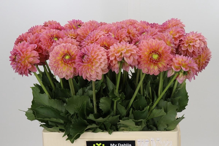 Dahlia Santa Lucia