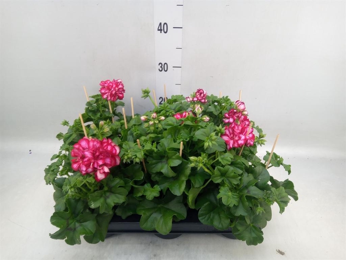 <h4>Pelargonium pelt.   ...</h4>