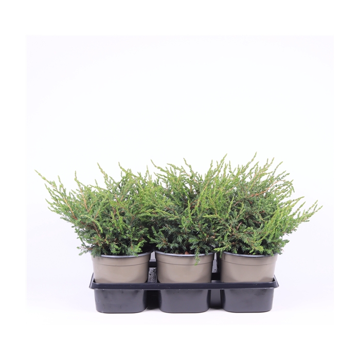 <h4>Juniperus communis 'Repanda'</h4>