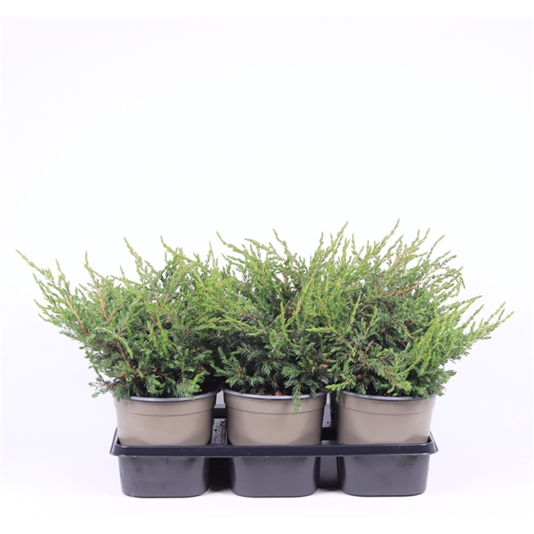 <h4>Juniperus communis 'Repanda'</h4>