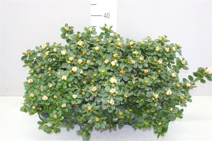 <h4>Rhododendron Si Weisse Sachsenstern</h4>