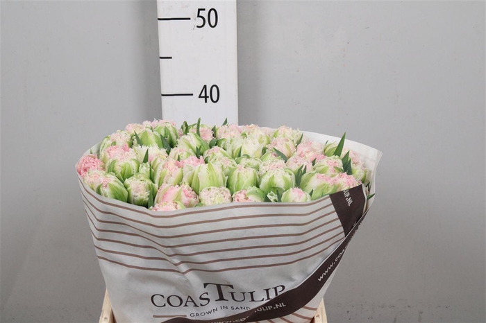 <h4>Tu Fr Sugar Blossem</h4>