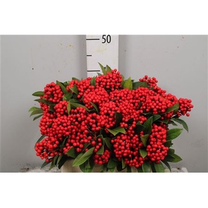 Skimmia Bos