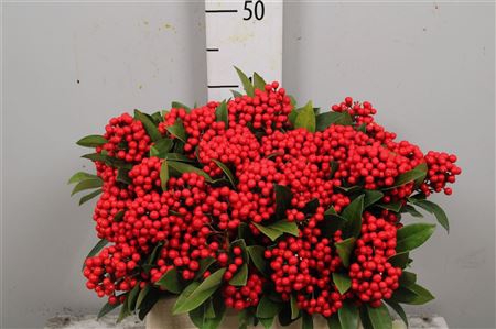 <h4>Skimmia Bos</h4>