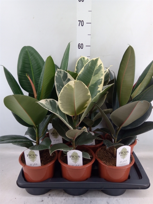 <h4>Ficus elastica   ...mix 3</h4>