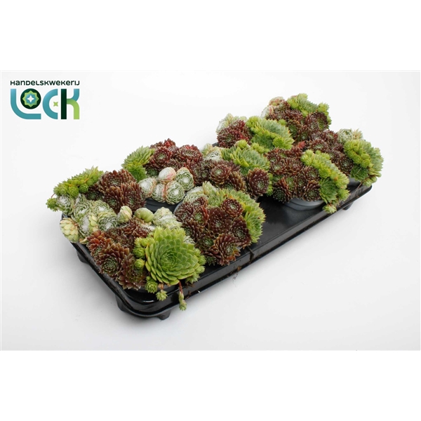 <h4>Sempervivum Mix</h4>