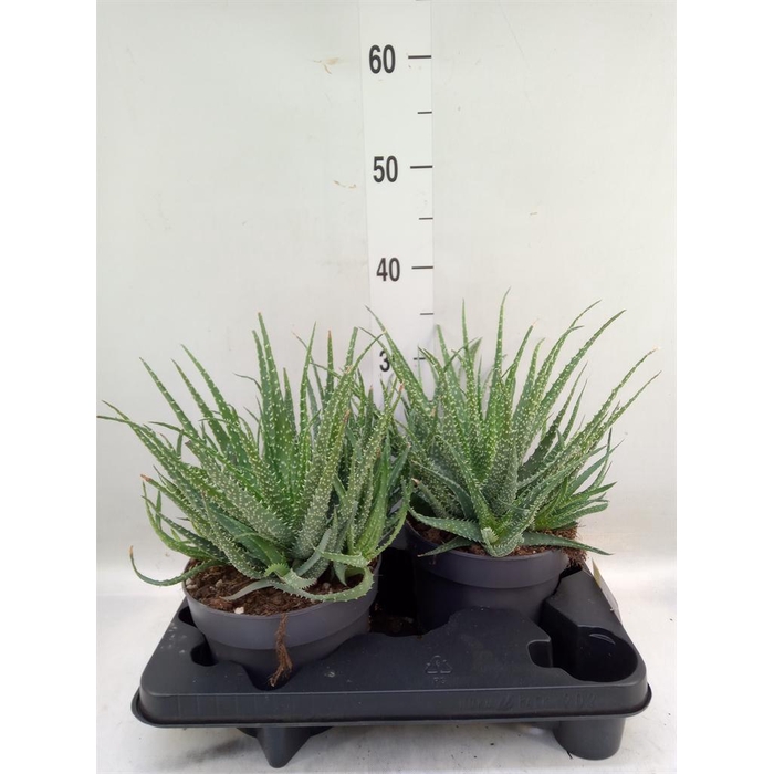 <h4>Aloe humilis</h4>
