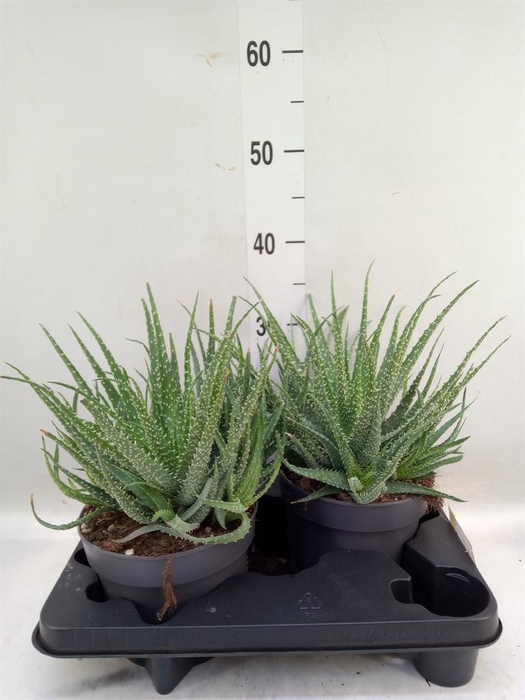 <h4>Aloe humilis</h4>
