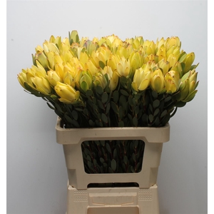 Leucad Discolor Yellow