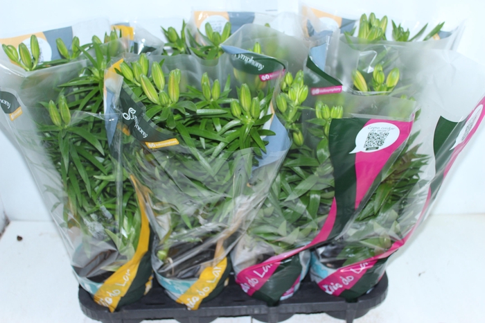 <h4>LIRIO VARIADO P15</h4>