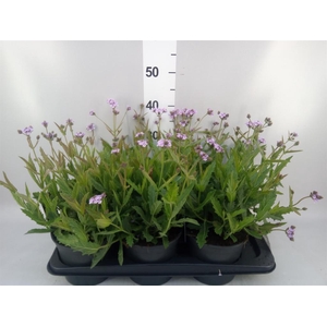Verbena rigida