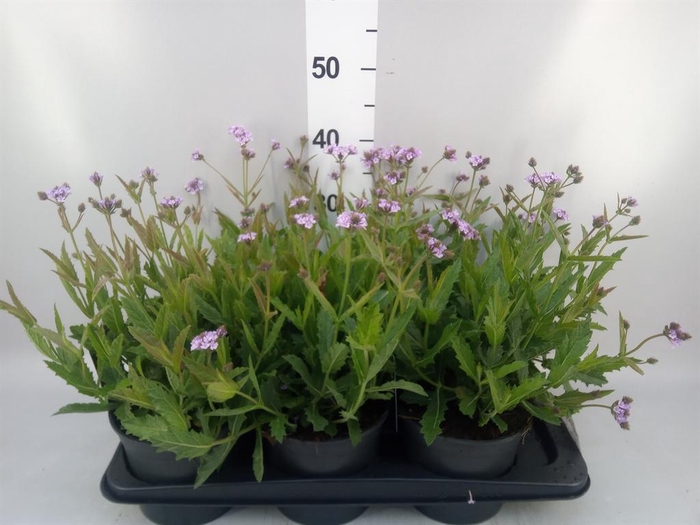 <h4>Verbena rigida</h4>
