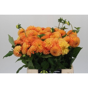 Dahlia PO 'Souvenir dEte'