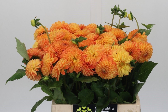 <h4>Dahlia PO 'Souvenir dEte'</h4>