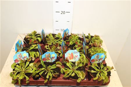<h4>Dionaea Muscipula</h4>