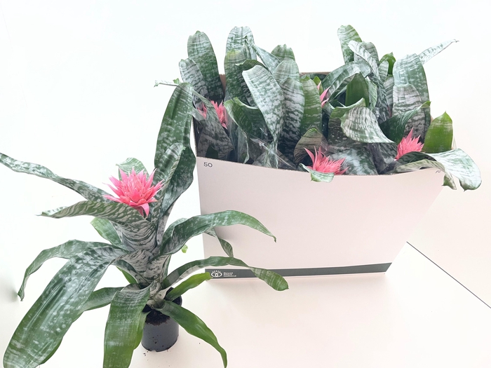 <h4>AECH FAS PRIMERA</h4>