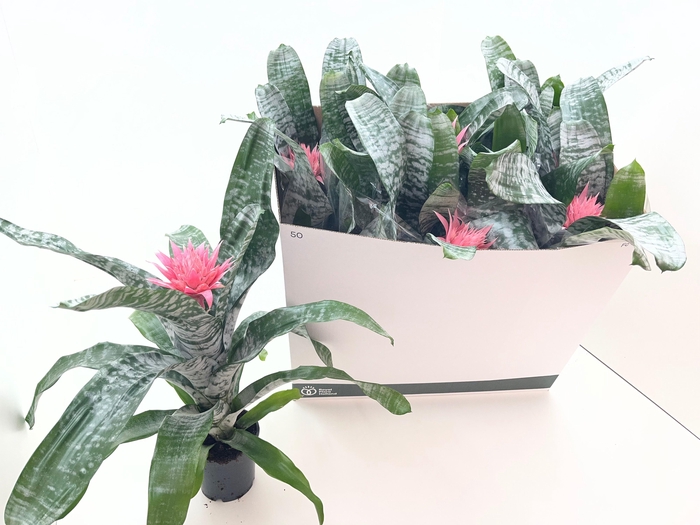 <h4>AECH FAS PRIMERA</h4>