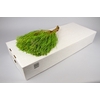 Kaaps Groen Lanug. Green