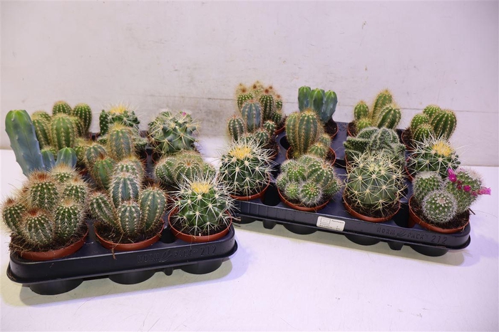 <h4>arr8 Cactus Gem</h4>