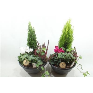 3080 SCHAAL MIRANDA AMAR