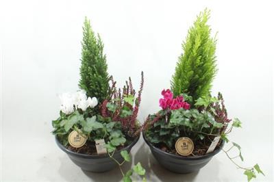 <h4>3080 SCHAAL MIRANDA AMAR</h4>