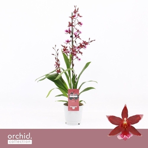 Barrocco Red, 1-spike 65+ cm 'Orchid Collection'