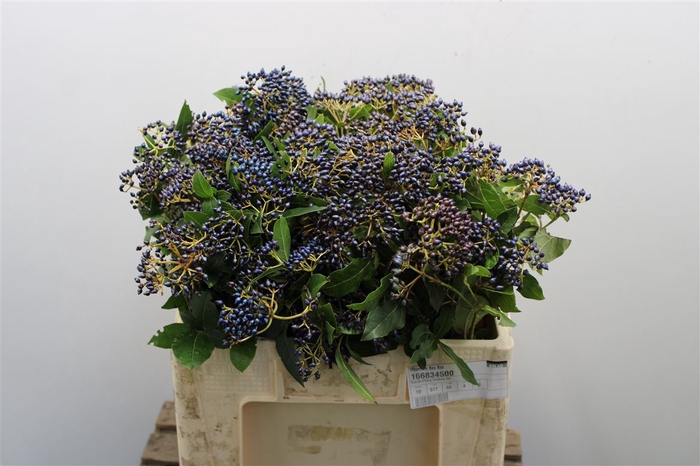 <h4>Viburnum Bes Bos</h4>