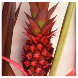 ANANAS BRS BOYRA