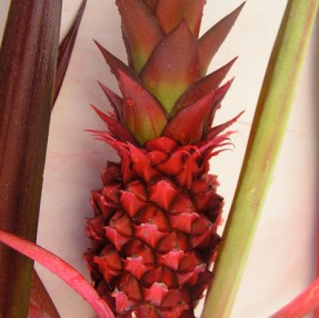 <h4>ANANAS BRS BOYRA</h4>
