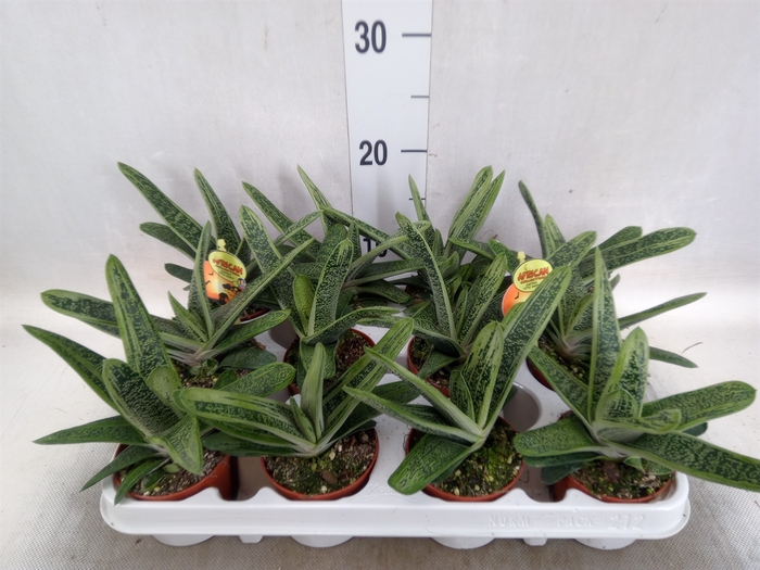 Gasteria  'Little Warty'