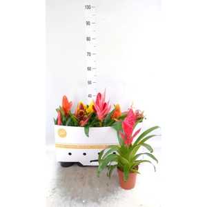 Bromelia   ...mix 10