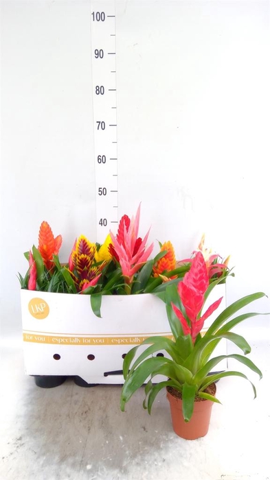 <h4>Bromelia ...mix 10</h4>