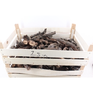 arr3 GB - Druivenhout 25cm x50