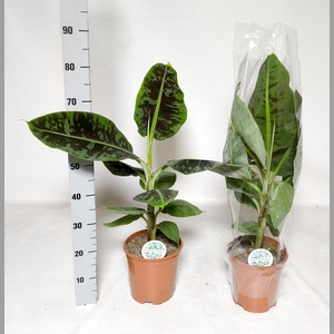 MUSA DWARF CAVENDISH