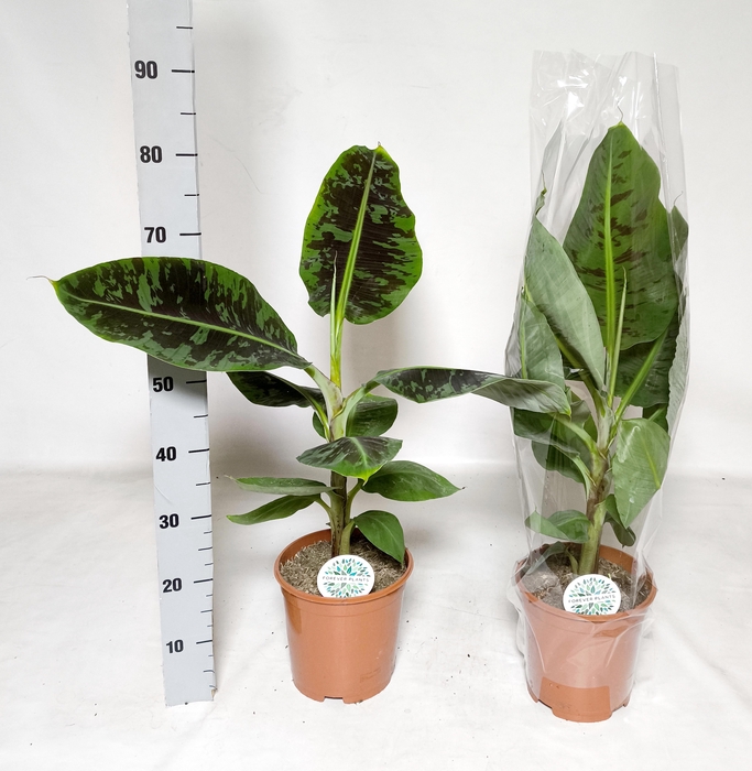 <h4>MUSA DWARF CAVENDISH</h4>