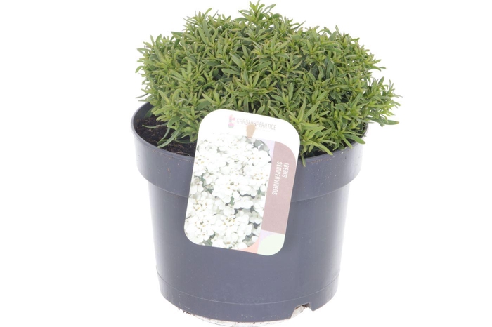 <h4>Iberis sempervirens Snow Cone</h4>