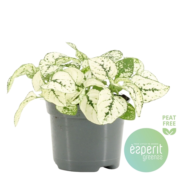 <h4>Hypoestes White</h4>