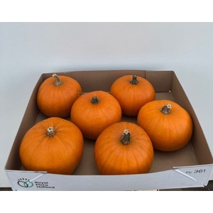 CUC MAXIMA HALLOWEEN
