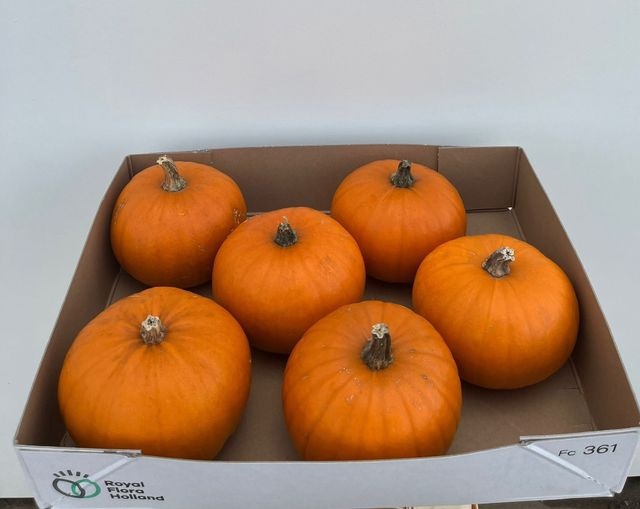 <h4>CUC MAXIMA HALLOWEEN</h4>
