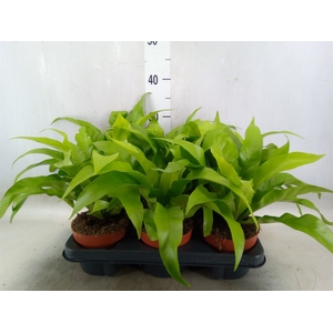 Asplenium antiquum