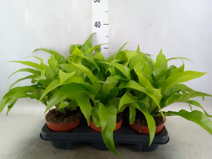 <h4>Asplenium antiquum</h4>