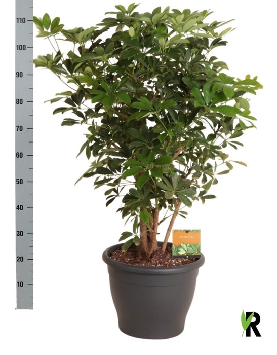 <h4>SCHEF AR COMPACTA</h4>