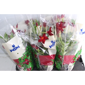 DIPLADENIA P15 VERMELHO