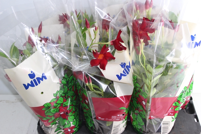 <h4>DIPLADENIA P15 VERMELHO</h4>