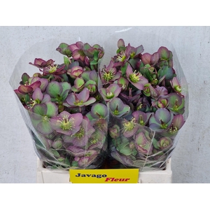 HELL FRK DANA DULCET